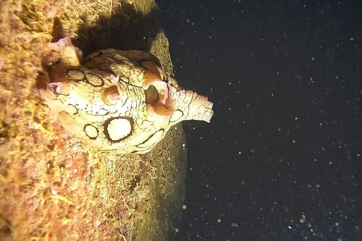 Night Snorkeling in Flamingo Beach Las Palmas
