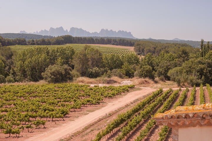 Montserrat with Black Madonna, Winery Tour & Lunch | Private Tour