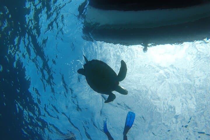 Snorkeling excursion in the Rayas and Turtles Zone