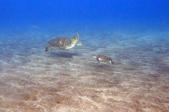 Snorkeling excursion in the Rayas and Turtles Zone