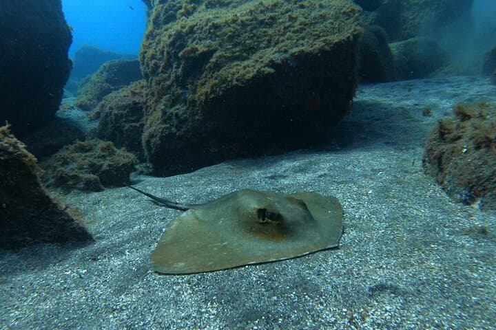 Snorkeling excursion in the Rayas and Turtles Zone