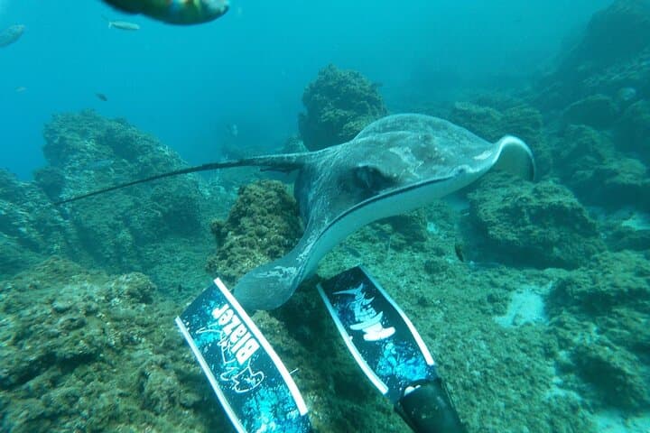 Snorkeling excursion in the Rayas and Turtles Zone