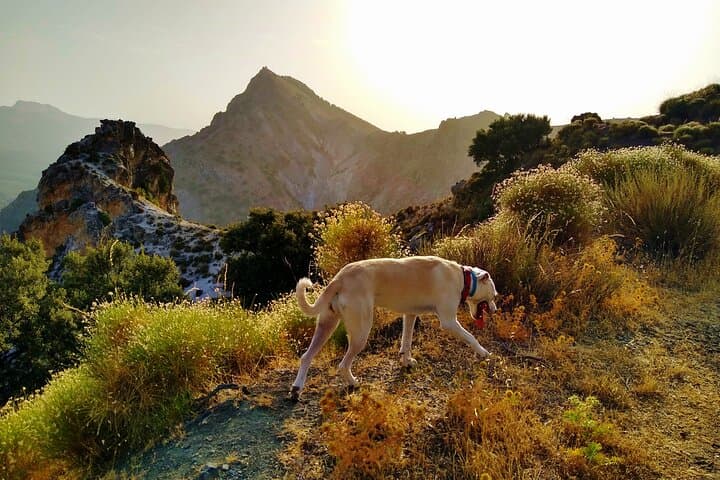 My gorgeous pup beautifying the scenery