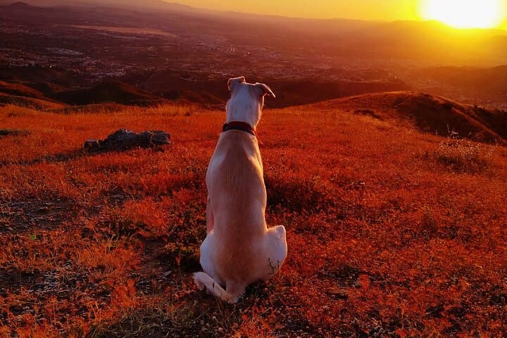 Kira contemplating life