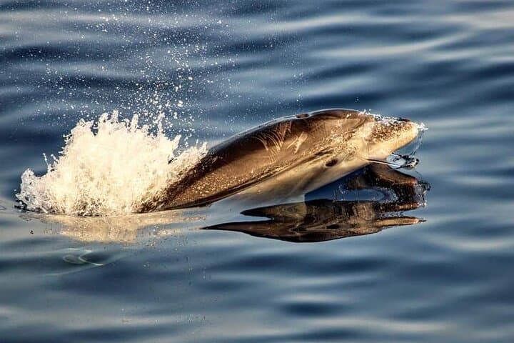 Dolphin watching by boat