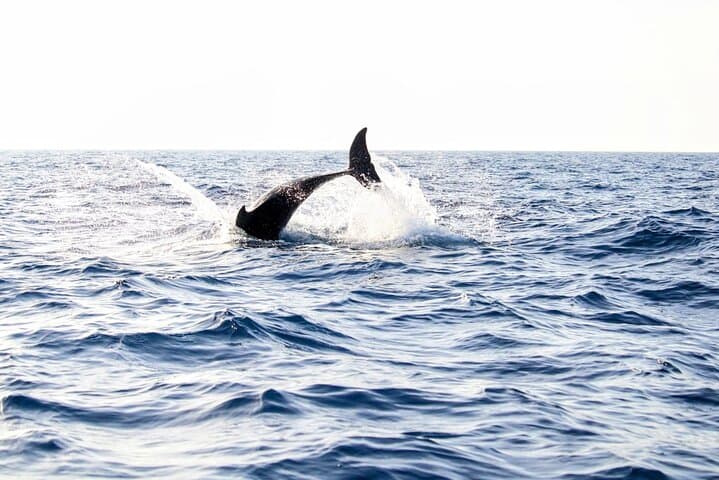 Dolphin watching by boat