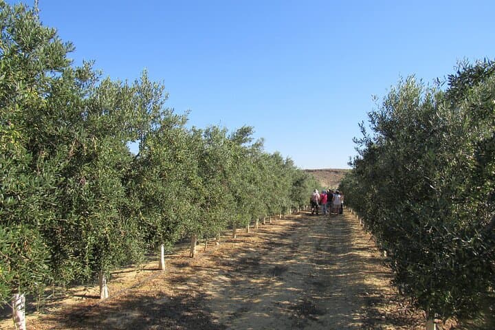Arbequina olive farm