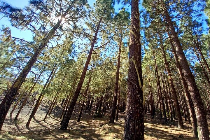Stunning forest