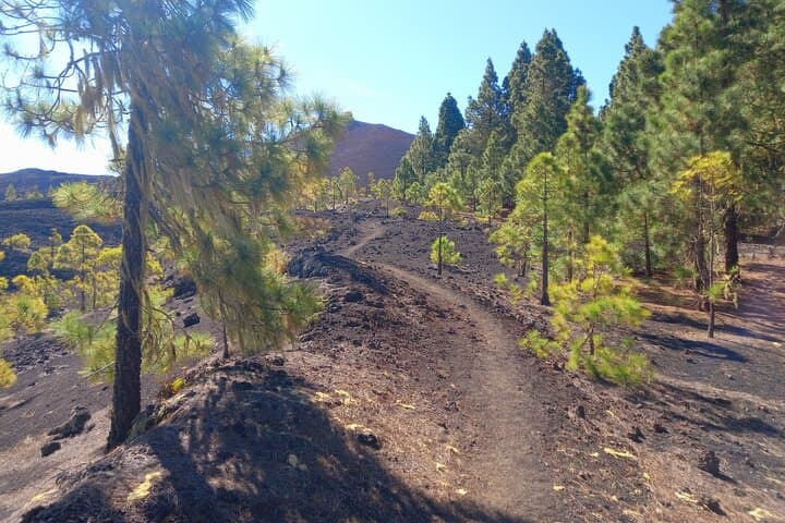 Forest track