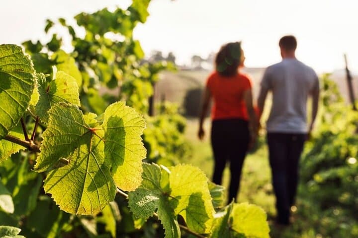 Private half-day Cava winery tour & tasting