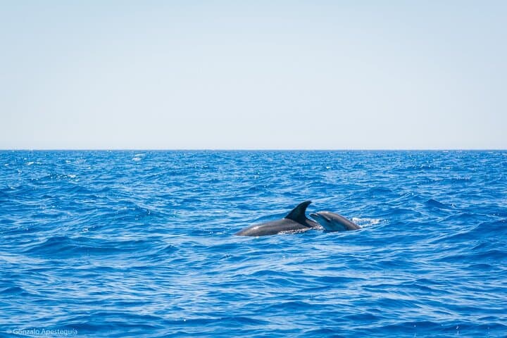 Whale & Dolphin Observation on Silent Catamaran with Hydrophone