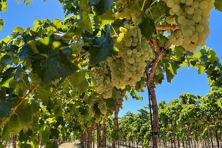 Sunset among Vineyards with Tasting in Alicante (min 6-12 people)