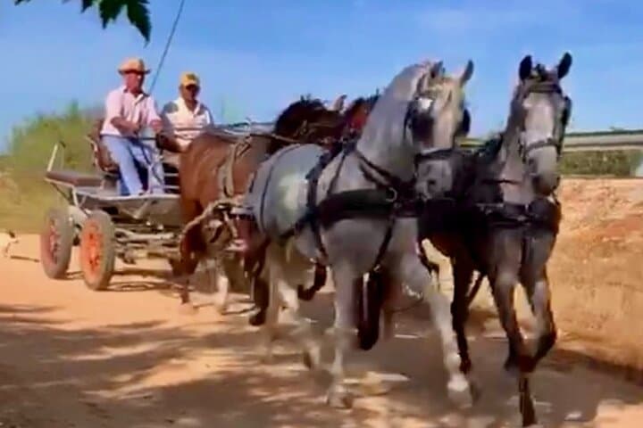 Rutas en carruajes por los cortijos mas emblemáticos del aljarafe