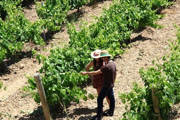 Viticulture and Wine-Tasting 3-Hour Trip from Barcelona