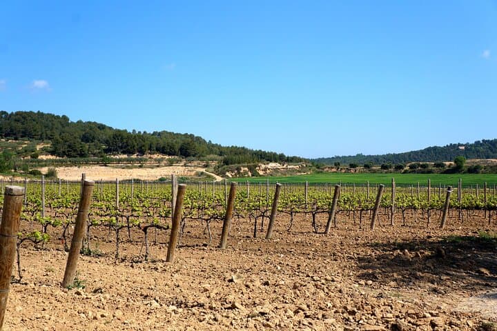 Viticulture and Wine-Tasting 3-Hour Trip from Barcelona