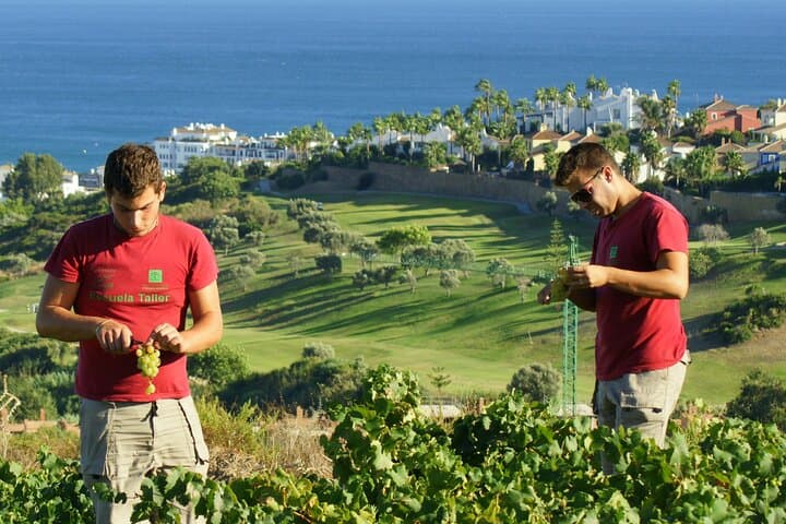 Harvest in the Viña del Peñoncillo