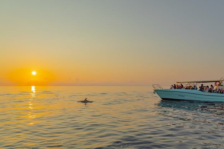 Dolphin watching by boat