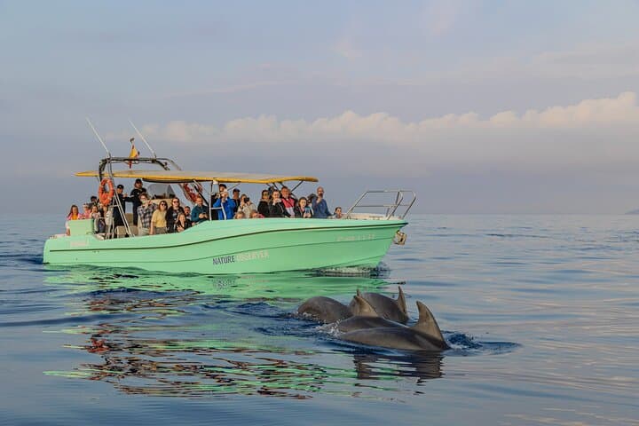 Dolphin watching by boat