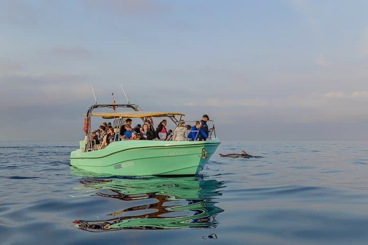Dolphin watching by boat