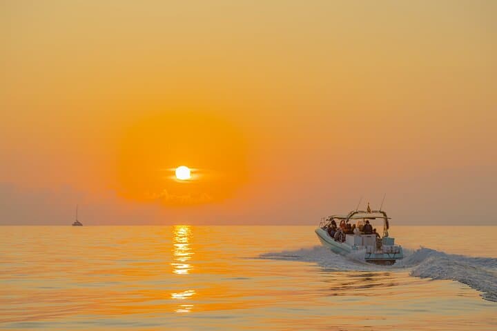 Dolphin watching by boat