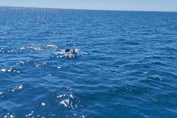 Dolphin trips on a catamaran