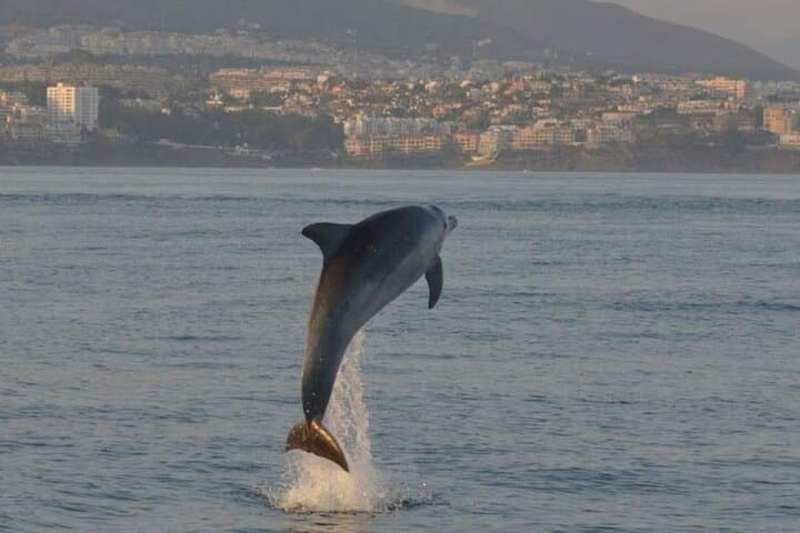 Walk and dolphin watching in Fuengirola + 1 drink