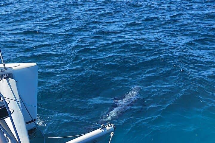 Dolphin trips on a catamaran