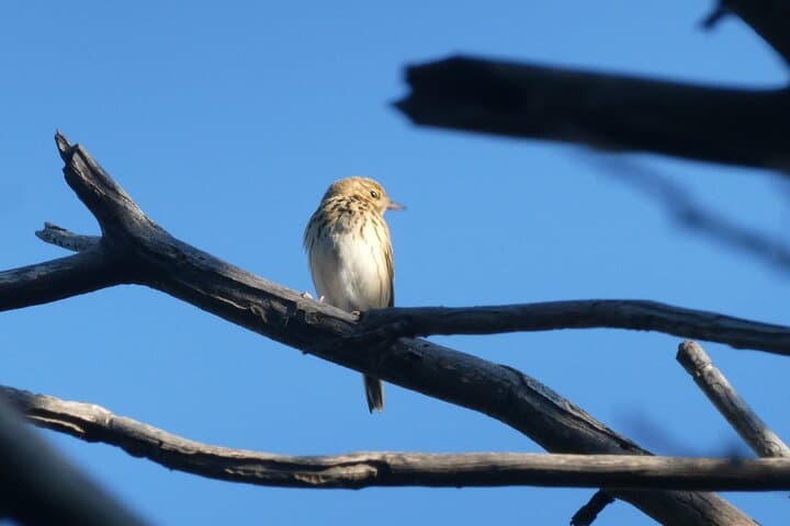 Birdwatching