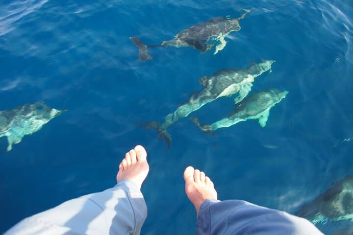 Nearly touch a dolphin..