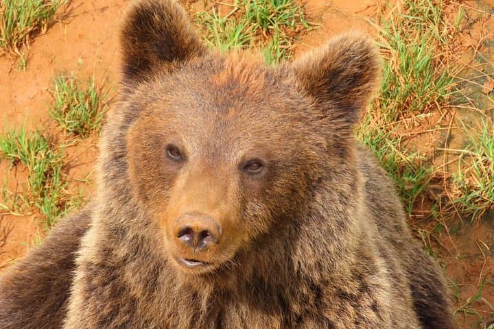 Brown Bear