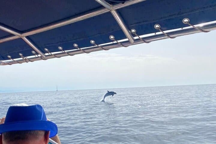 Walk and dolphin watching in Fuengirola + 1 drink