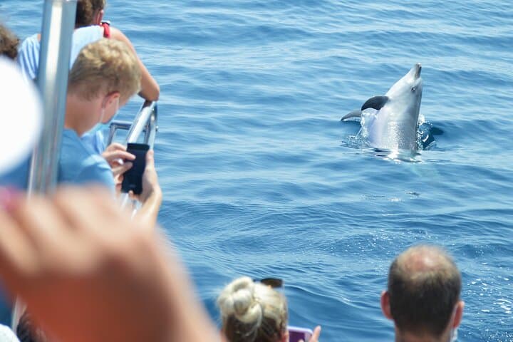 Dolphin Sightseeing Boat Tour from Benalmadena