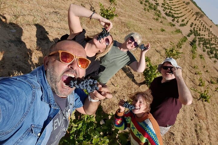 Vineyard