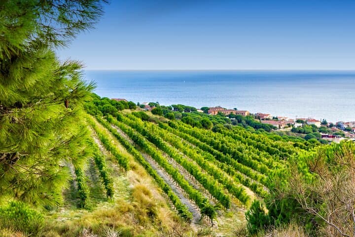 Barcelona Wine Tasting Private Tour with Wine Expert