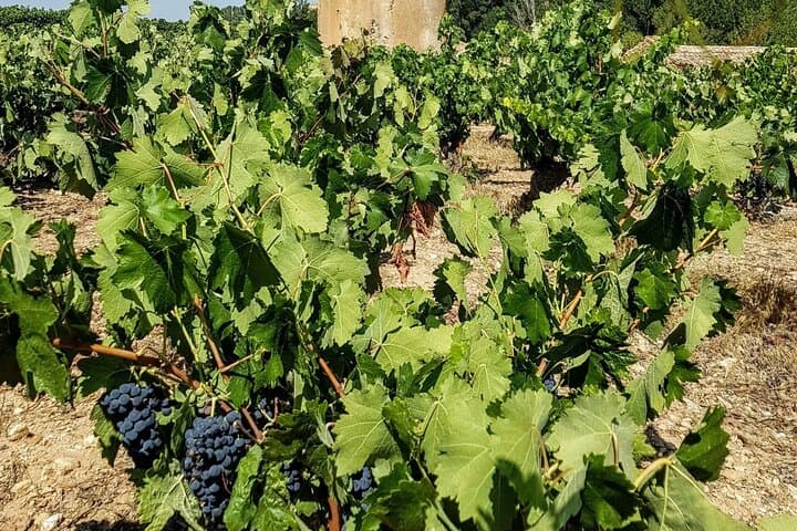Private Wine Tasting And Visit Tour in Ribera Duero