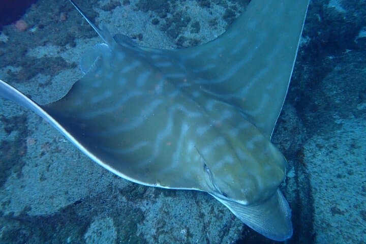Marine Life we can expect to see.