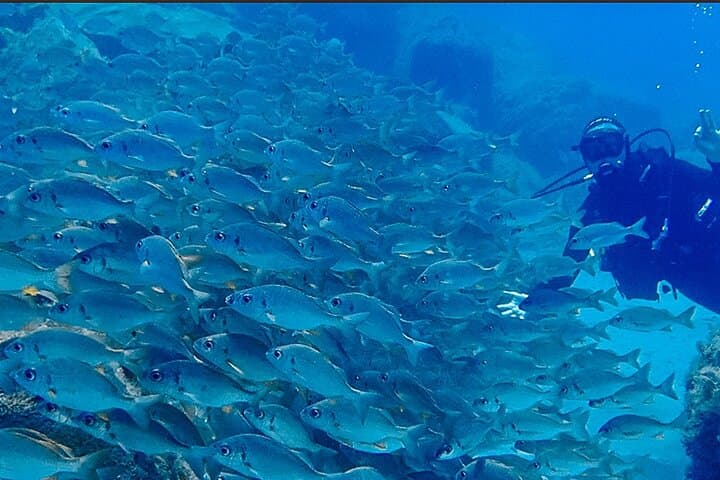 Big School of fish in our Discover Scuba Diving Program