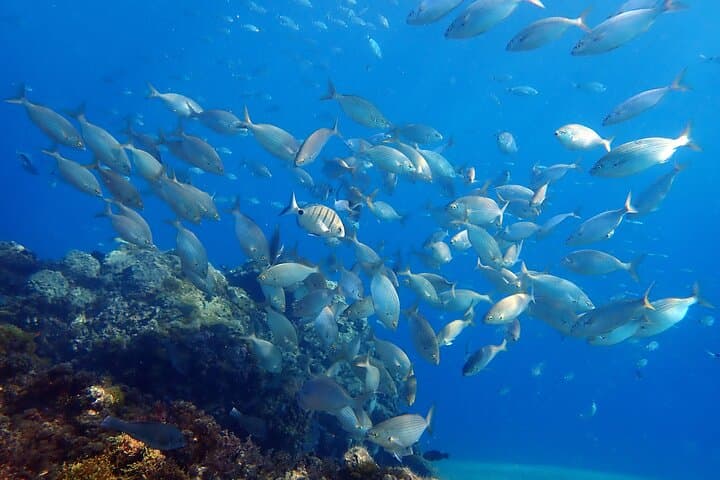 Snorkeling in Costa Teguise: 2-Hour Guided Tour in Lanzarote