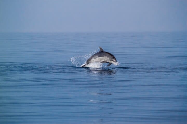 Dolphin Boat Trip in Benalmadena