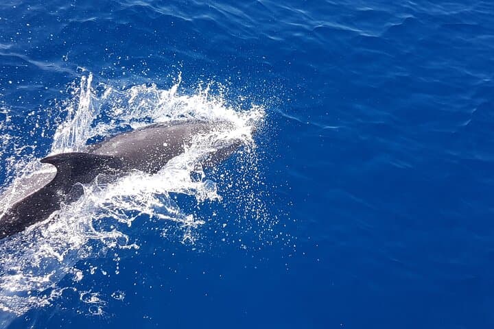 Dolphin Boat Trip in Benalmadena