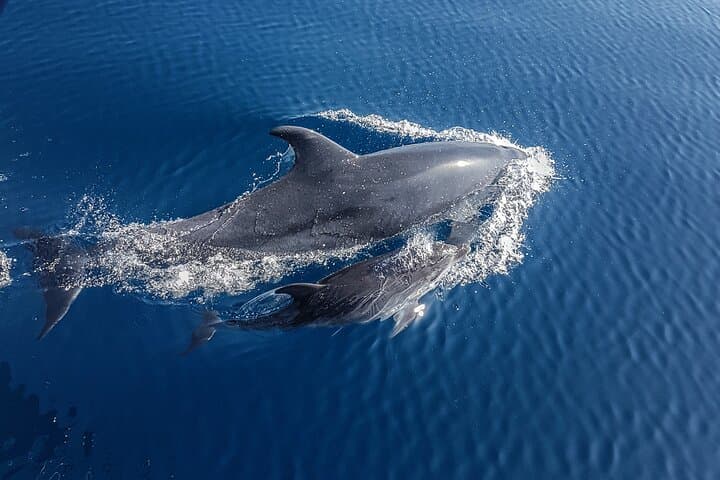 Dolphin Boat Trip in Benalmadena