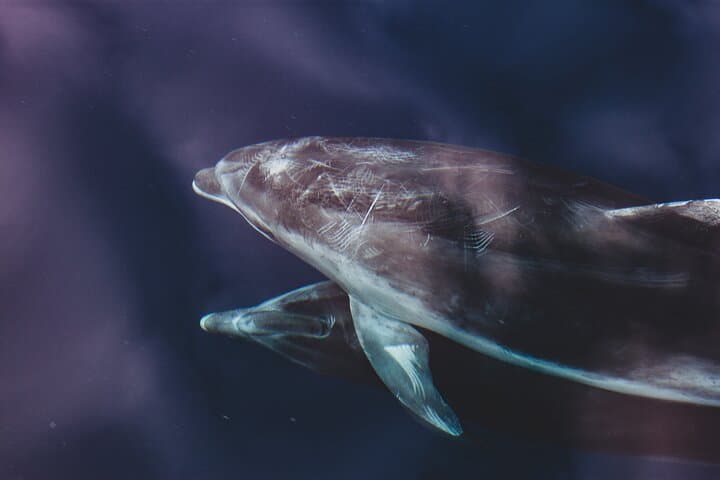 Dolphin Boat Trip in Benalmadena