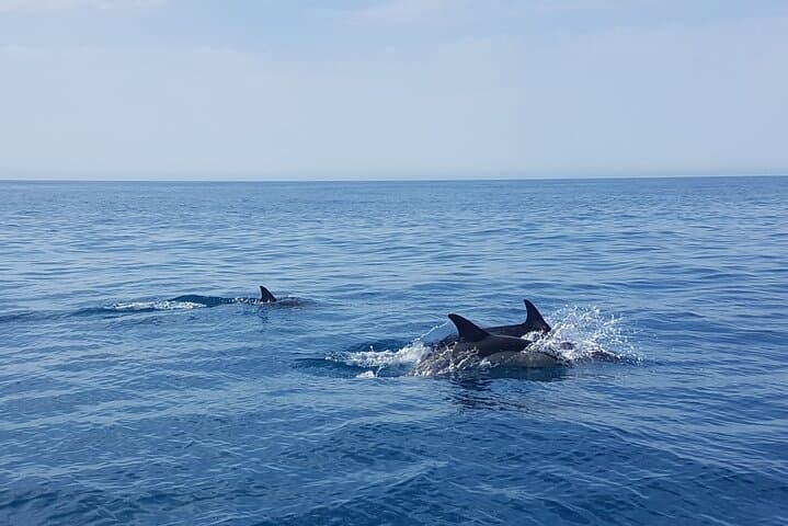 Dolphin Boat Trip in Benalmadena