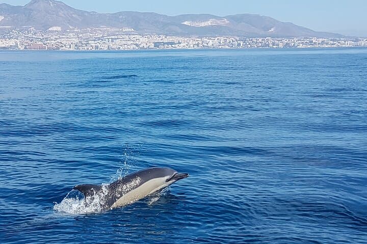Dolphin Boat Trip in Benalmadena