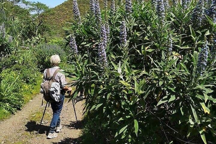 Blue Snakeweed