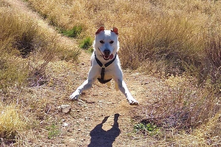 Kira, your derpy hiking guide