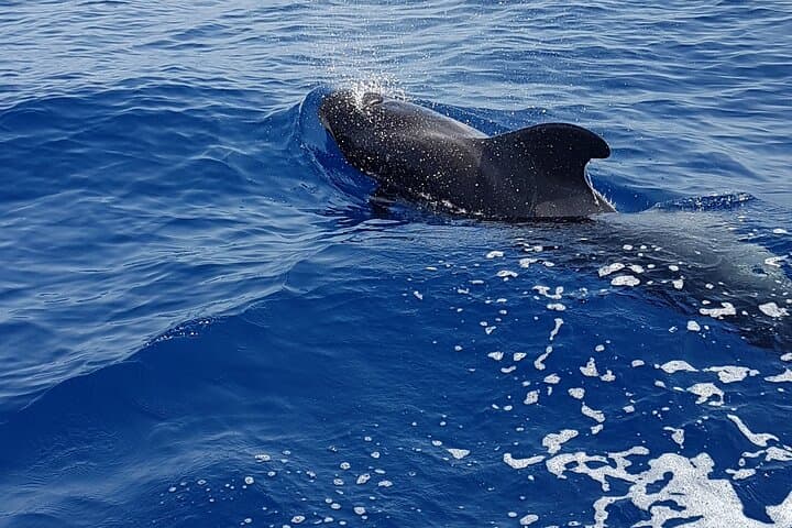 3-hour excursion to Puerto Colón Adeje to see whales