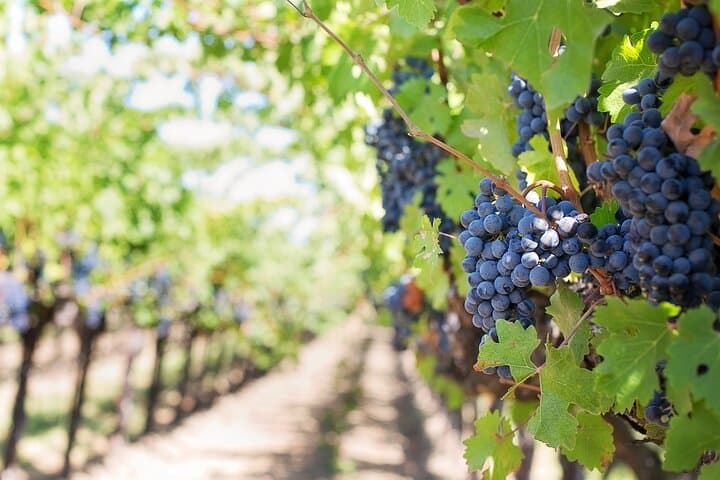 Visit to the vineyards of the Carabaña estate