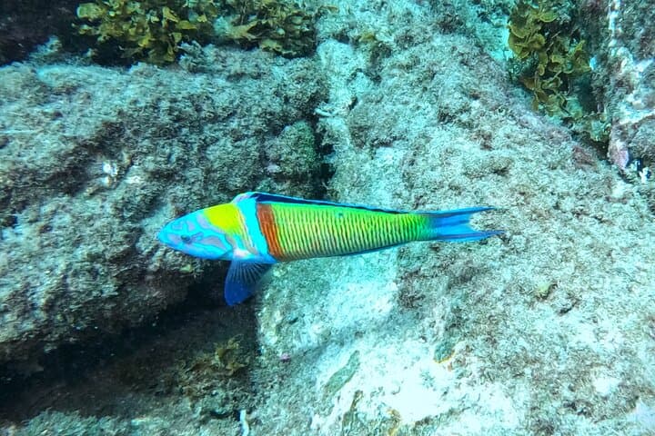 Snorkeling with a Professional Instructor in Tenerife