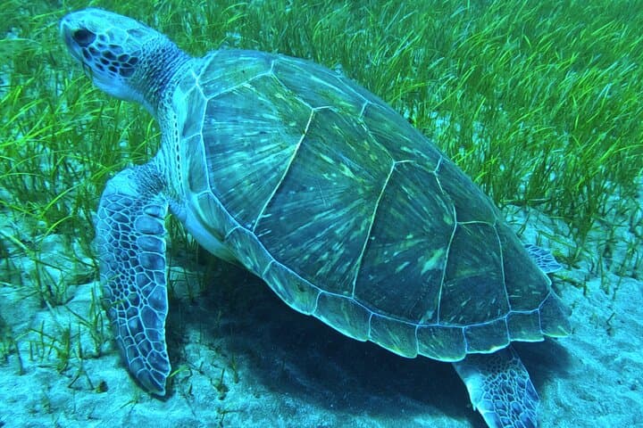 Snorkeling with a Professional Instructor in Tenerife